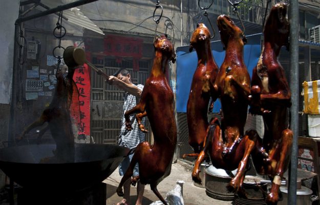 Rusza najokrutniejszy festiwal mięsa na świecie. Zabitych zostanie 10 tysięcy psów
