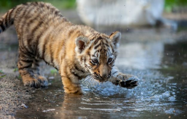 Policja aresztowała małego tygryska. Zwierzę spacerowało po centrum Paryża
