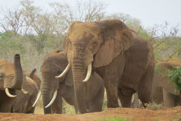 Karma wraca! Kłusownik słoni został stratowany przez zwierzęta