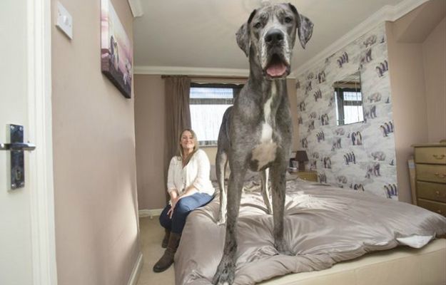 Oto Freddie największy pies w Wielkiej Brytanii. Był... najsłabszym i najmniejszym psem w miocie