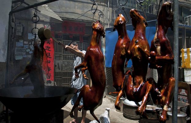 Rusza najokrutniejszy festiwal mięsa na świecie. Zabitych zostanie 10 tysięcy psów