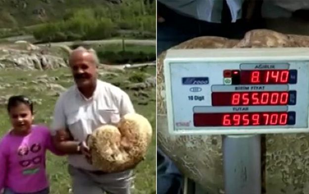 Rolnik w Turcji znalazł gigantycznego grzyba. Wykarmi nim całą wioskę... i to nie raz