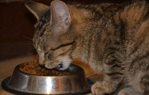 PETA namawia właścieli psów i kotów: zmieńcie dietę pupili na wegetariańską