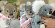 9-miesięczny koala tuli się do pluszowej zabawki. Tak osierocony Shayne walczy z traumą po utracie matki
