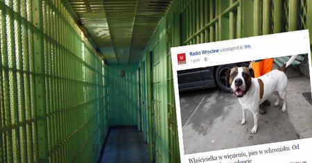 Są chętni na adopcję psa, ale jego właścicielka uparcie odmawia, chociaż sama nie może się nim zająć