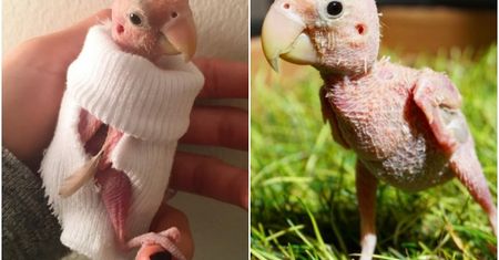 Rhea, "naga" papużka nierozłączka podbiła serca internautów