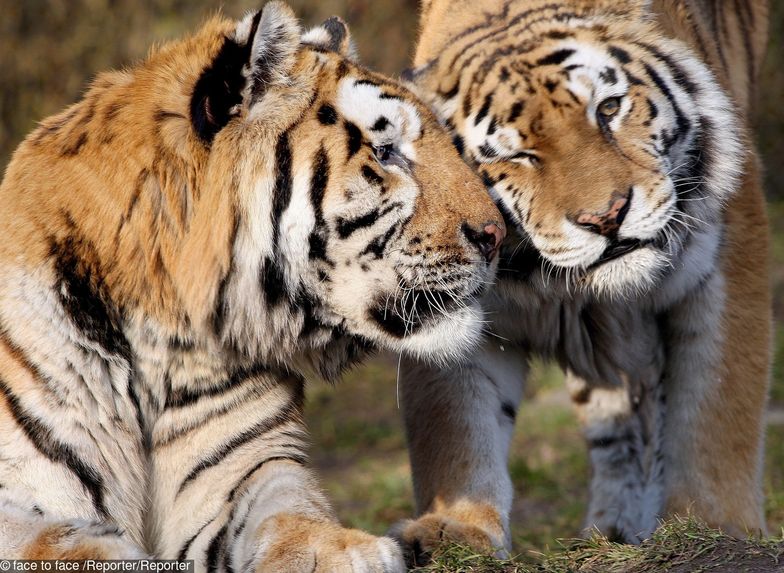 Do zoo w Zamościu przyjechał tygrys amurski prosto z Finlandii. 2-letnia samica o imieniu Isla ma stworzyć parę z samcem, Makarem.