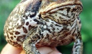 Ropuchy kolejnym australijskim ekokoszmarem