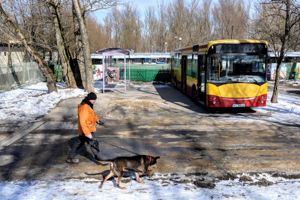 Dali zwierzętom autobus. "Nauczą się korzystać z komunikacji miejskiej"