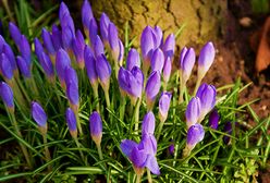 Nareszcie mamy wiosnę