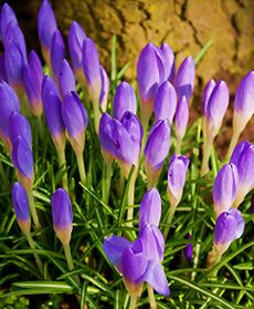 Nareszcie mamy wiosnę