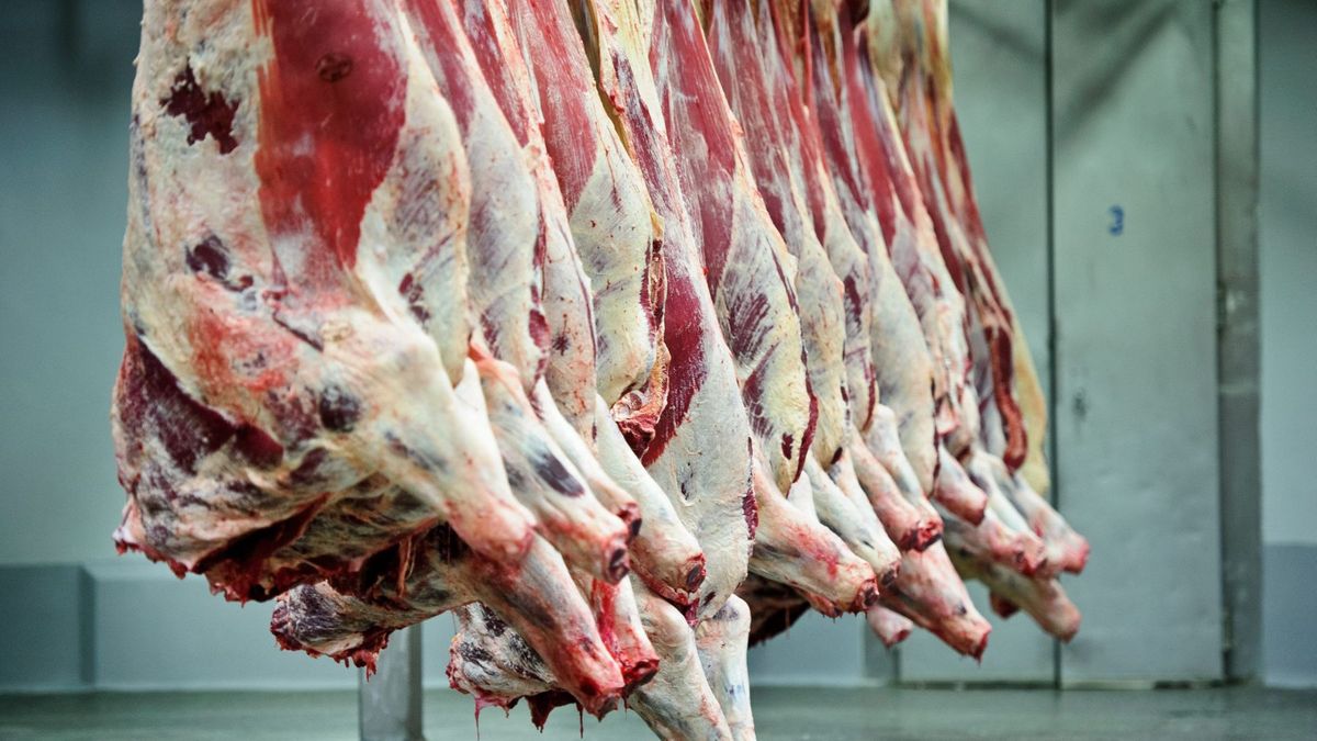 Tusze wołowe w magazynie