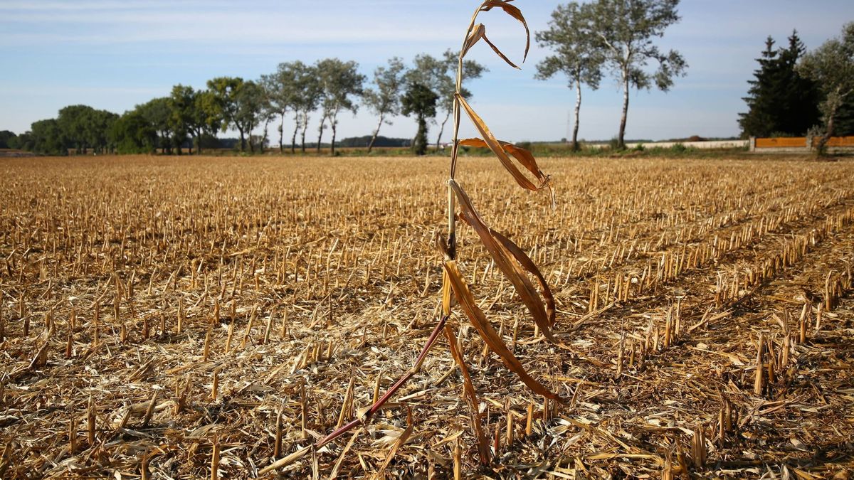 Widmo katastrofy ekologicznej. Dramatyczny raport IPCC.