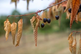 Kredyt preferencyjny. Tłumaczymy podstawy i mówimy wprost, kto może się o niego starać