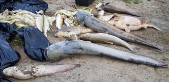 3 tony śniętych ryb. To może być początek końca Jeziora Koskowickiego