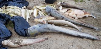 3 tony śniętych ryb. To może być początek końca Jeziora Koskowickiego