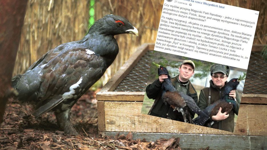 W Polsce głuszec jest zagrożony wyginięciem