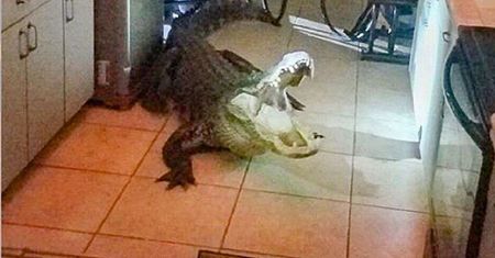 Puk, puk. Wielki aligator włamał się do domu na Florydzie
