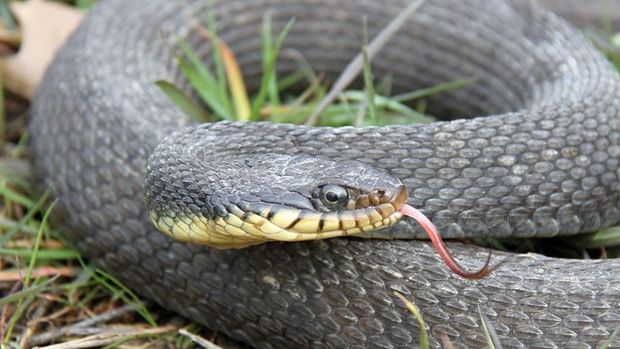 Samica węża pokonała naturę