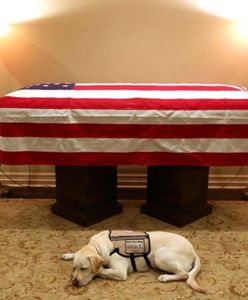 Wzruszające zdjęcie. Pies Busha czuwa przy jego trumnie