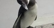 Janush nie żyje. Najsłynniejszy pingwin w Polsce miał dwa lata