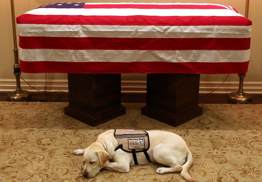 Pies George'a H.W. Busha ma nową misję. Sully został zaprzysiężony
