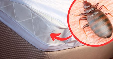 Dodaj do wody i spryskaj materac. Pluskwy wyniosą się szybciej niż się sprowadziły