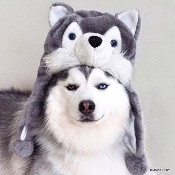 Husky