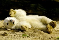 Najsłynniejszy miś polarny świata ma swoją biografię