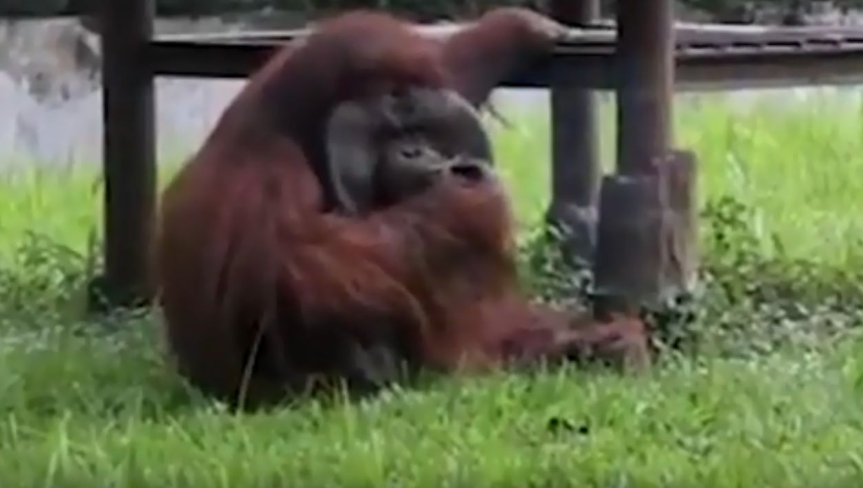 Orangutan pali papierosa. Wideo, które wywołało protesty