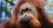 Kampania #olejolej. Gdańskie zoo w trosce o zagrożony gatunek