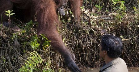 Orangutan przyszedł na ratunek człowiekowi. Wyciągnął pomocną dłoń
