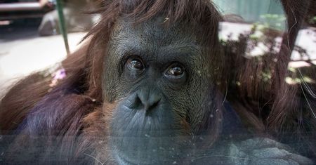 Orangutan z prawami człowieka. Sandra wkrótce rozpocznie nowe życie