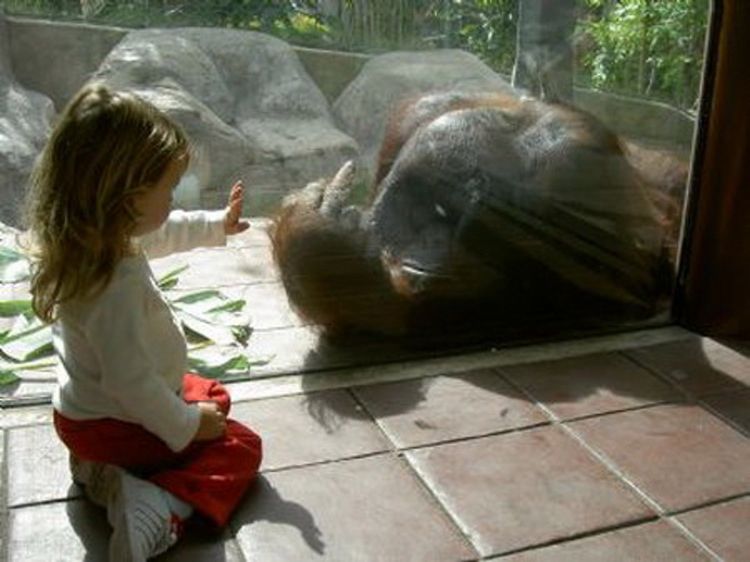 Życzliwy orangutan