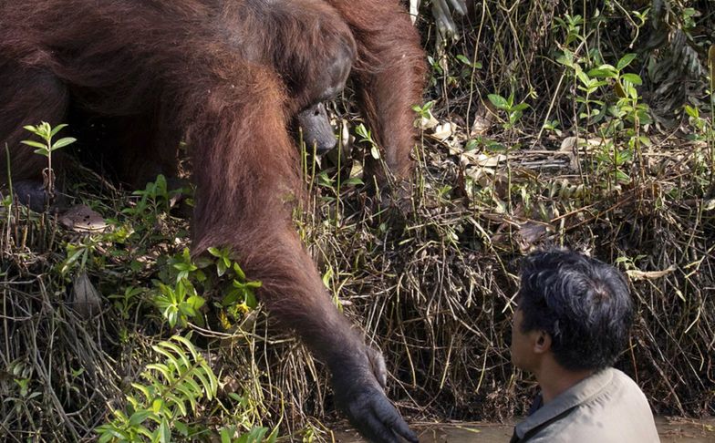 Orangutan przyszedł na ratunek człowiekowi. Wyciągnął pomocną dłoń