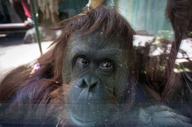 Orangutan z prawami człowieka. Sandra wkrótce rozpocznie nowe życie