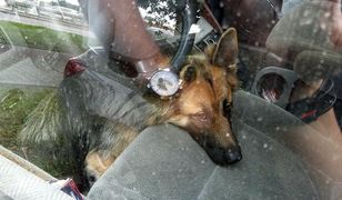 Zobaczył zwierzęta w rozgrzanym aucie. Zachował się wzorowo