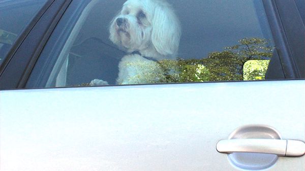 Domyślny opis zdjęcia na stronę główną