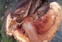 Ta wiewiórka zginęła podczas wycinki drzew. Poruszające zdjęcie z warszawskiego parku