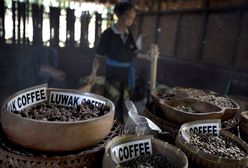 Zwierzęta umierające w klatkach. Prawdziwa cena najdroższej kawy świata