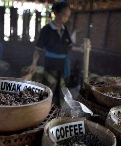 Zwierzęta umierające w klatkach. Prawdziwa cena najdroższej kawy świata