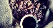 Kopi luwak, czyli kawa z odchodów generująca duże przychody