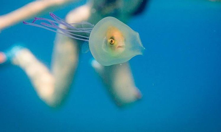 Niezwykłe podwodne zdjęcie 