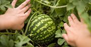 Słodkie arbuzy z własnego ogródka. To prostsze niż myślisz