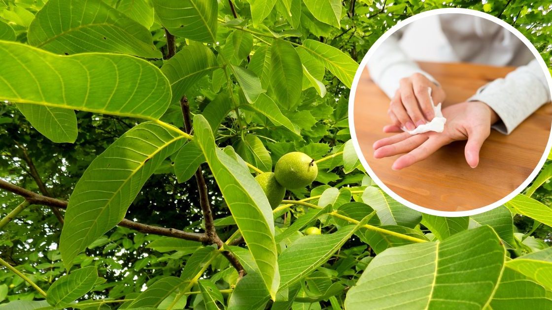 Liście orzecha włoskiego oraz spocone ręce na mniejszym obrazku