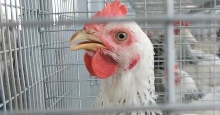 Oznaczenia na ekologicznych jajkach