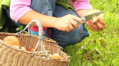 Mity na temat grzybów trujących