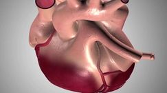 Ablacja - badania serca przed zabiegiem