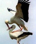 Ksiądz, bocian i rozmnażanie