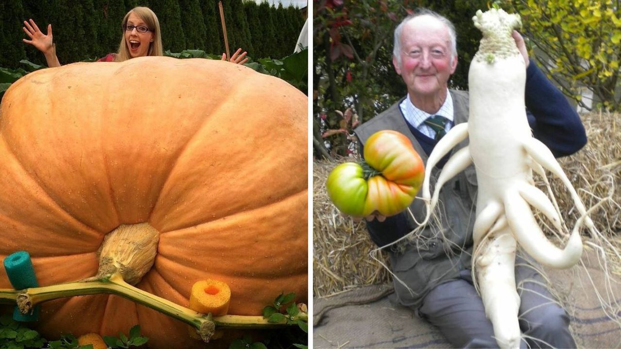 17 Huge Vegetables That Don't Fit on Any Scale